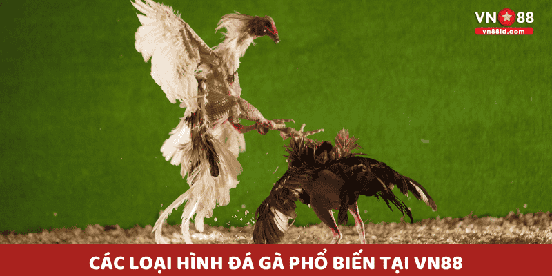 Các loại hình đá gà phổ biến tại VN88