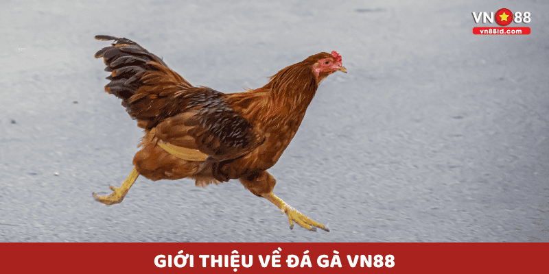 Giới thiệu về Đá Gà VN88